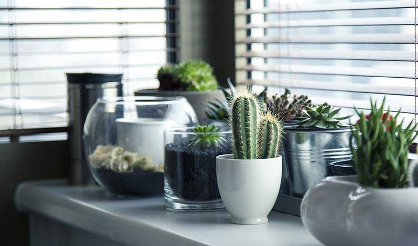 plants grown in kitchen in different pots